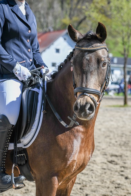 從台南的牛 從台南的牛